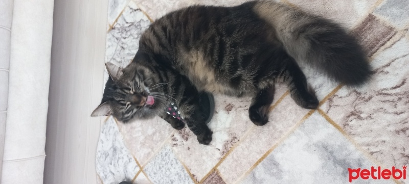 Tekir Kedi, Kedi  Minnoş fotoğrafı
