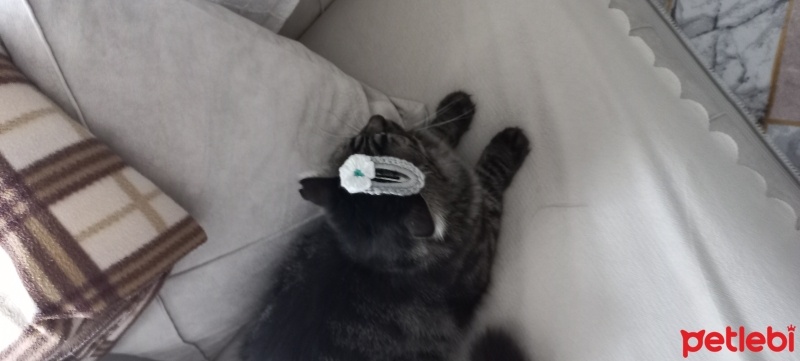 Tekir Kedi, Kedi  Minnoş fotoğrafı