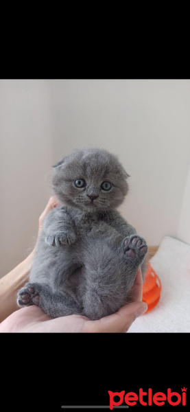 British Shorthair, Kedi  Havuç fotoğrafı