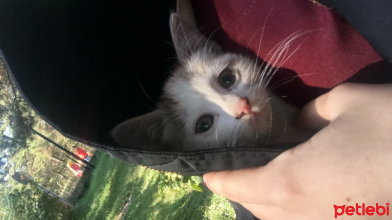 Tekir Kedi, Kedi  Size kalmış :) fotoğrafı