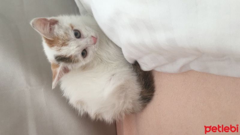 Tekir Kedi, Kedi  Size kalmış :) fotoğrafı