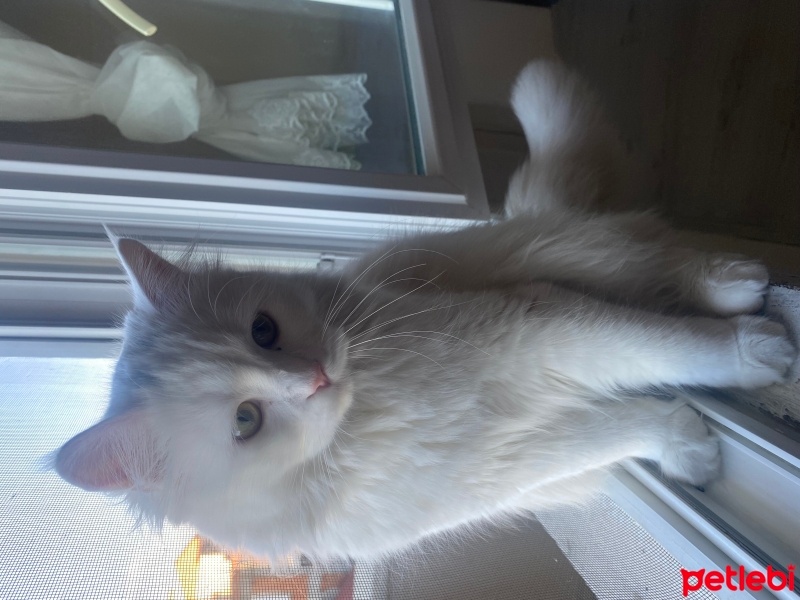 British Shorthair, Kedi  Faik fotoğrafı