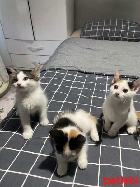 Tekir Kedi, Kedi  21 Şubat'ta doğdular isim koymadık fotoğrafı