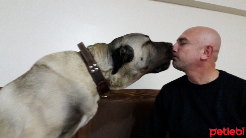 Kangal, Köpek  ATLAS fotoğrafı