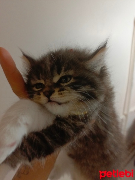 Tekir Kedi, Kedi  Mars fotoğrafı