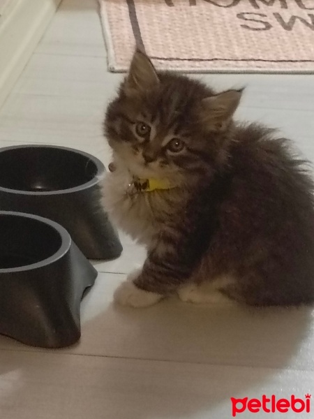 Tekir Kedi, Kedi  Mars fotoğrafı