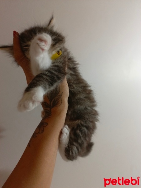 Tekir Kedi, Kedi  Mars fotoğrafı