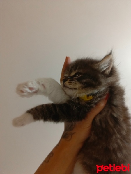 Tekir Kedi, Kedi  Mars fotoğrafı