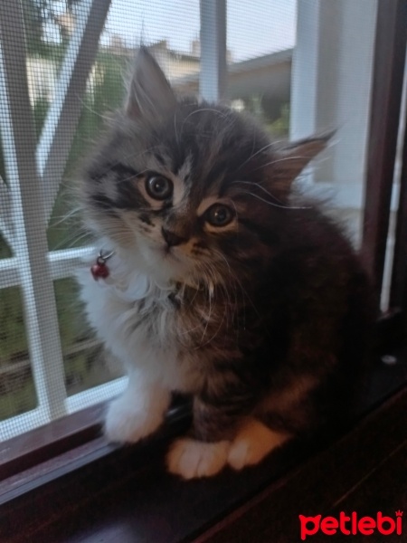 Tekir Kedi, Kedi  Mars fotoğrafı