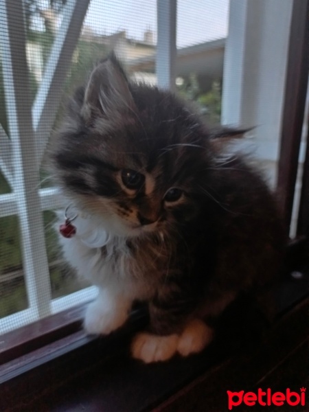 Tekir Kedi, Kedi  Mars fotoğrafı