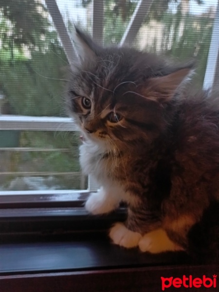 Tekir Kedi, Kedi  Mars fotoğrafı