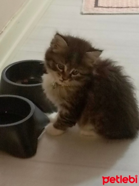 Tekir Kedi, Kedi  Mars fotoğrafı
