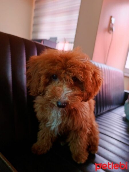 Poodle(Standart Kaniş), Köpek  Karamel fotoğrafı