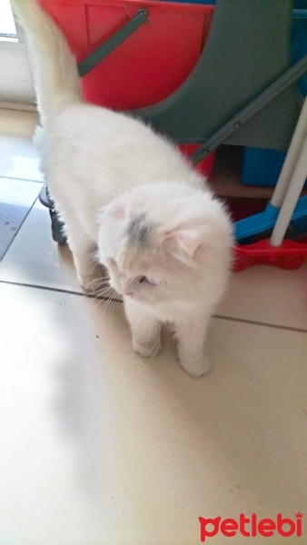 British Longhair, Kedi  Koko fotoğrafı