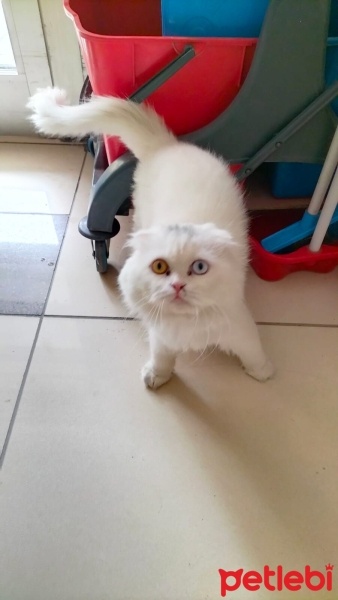 British Longhair, Kedi  Koko fotoğrafı