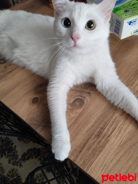 Van Kedisi, Kedi  Askim fotoğrafı