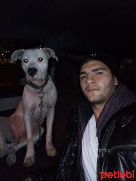Dogo Arjantin, Köpek  Robi fotoğrafı