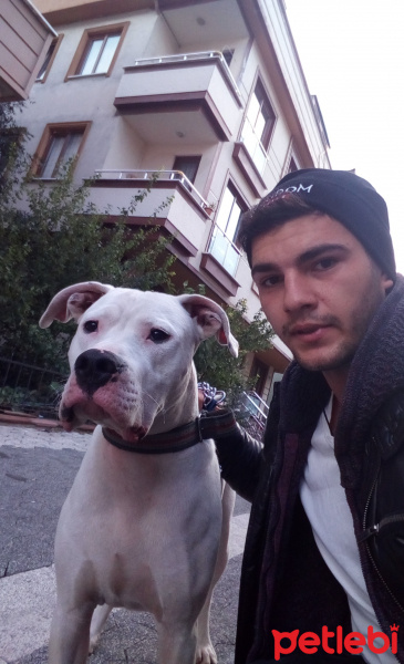Dogo Arjantin, Köpek  Robi fotoğrafı