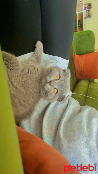 Scottish Fold, Kedi  Lokum fotoğrafı