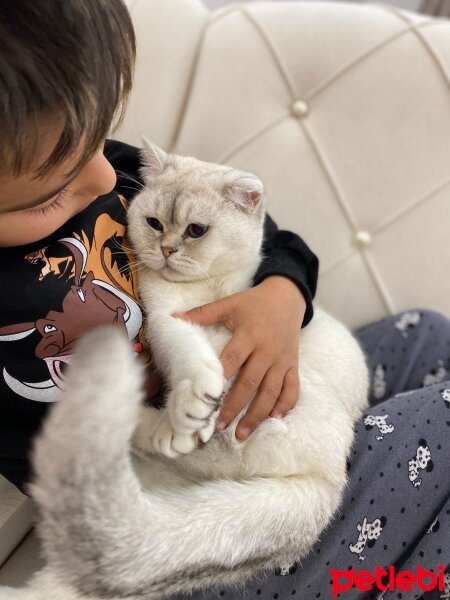 Scottish Fold, Kedi  Fistan fotoğrafı