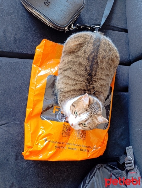 Tekir Kedi, Kedi  Bal fotoğrafı