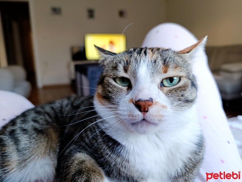 Tekir Kedi, Kedi  Hırçın fotoğrafı