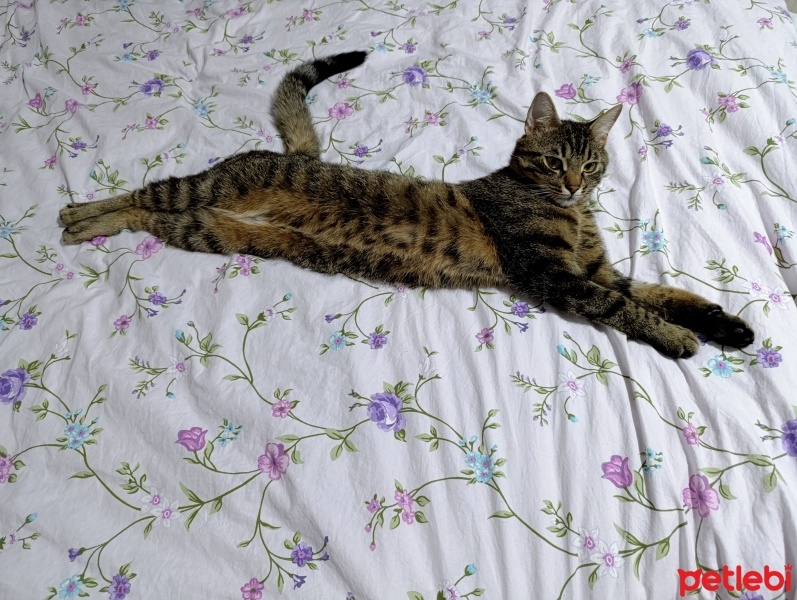 Tekir Kedi, Kedi  Canıvar (Canavar) fotoğrafı