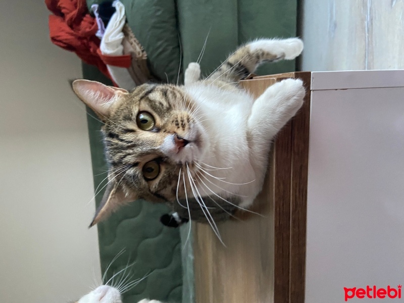 Tekir Kedi, Kedi  Kinyas fotoğrafı