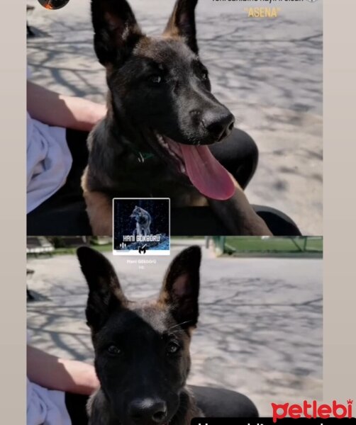 Belçika Malinois, Köpek  Hera fotoğrafı