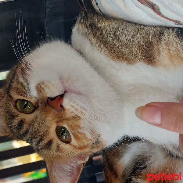 Sarman, Kedi  talya fotoğrafı