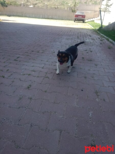 Jack Russell Terrier, Köpek  Ponçik fotoğrafı