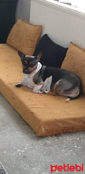 Jack Russell Terrier, Köpek  Ponçik fotoğrafı