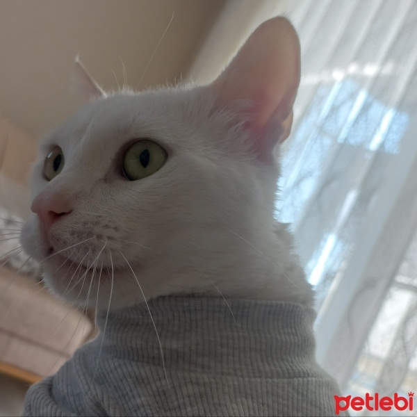 Van Kedisi, Kedi  Oreo fotoğrafı