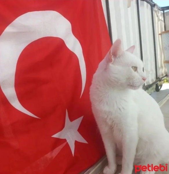 Van Kedisi, Kedi  Oreo fotoğrafı