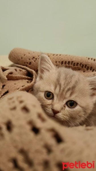 Scottish Fold, Kedi  Cimbom fotoğrafı