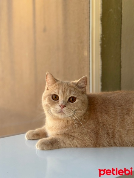 British Shorthair, Kedi  Yoda fotoğrafı