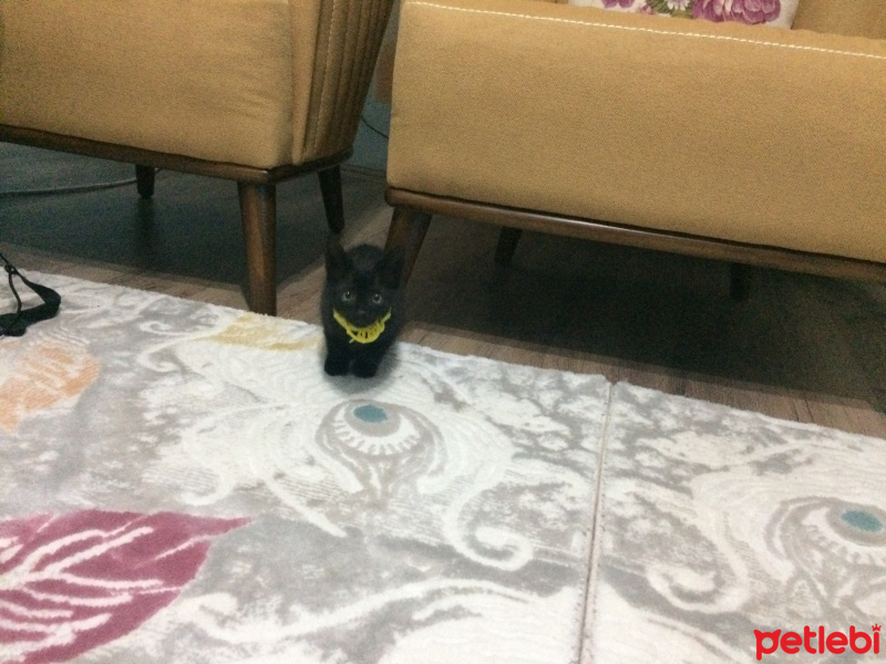Bombay, Kedi  GOMİS fotoğrafı