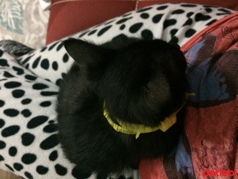 Bombay, Kedi  GOMİS fotoğrafı