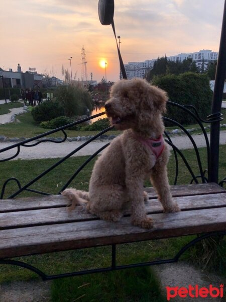 Poodle (Minyatür Kaniş), Köpek  Linda fotoğrafı