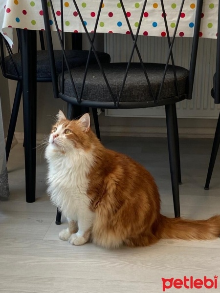 Norwegian Forest, Kedi  Leo fotoğrafı