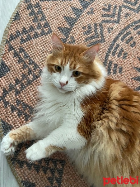 Norwegian Forest, Kedi  Leo fotoğrafı