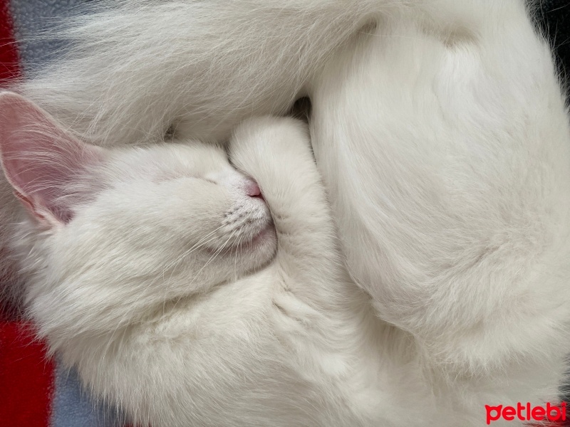 Ankara Kedisi, Kedi  Prenses fotoğrafı