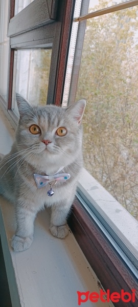 British Shorthair, Kedi  MORİ fotoğrafı