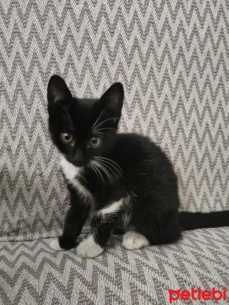 Tekir Kedi, Kedi  Zeytin fotoğrafı