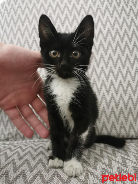 Tekir Kedi, Kedi  Zeytin fotoğrafı