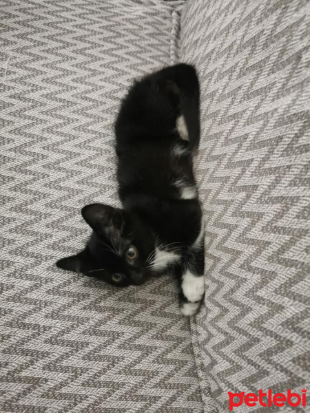 Tekir Kedi, Kedi  Zeytin fotoğrafı
