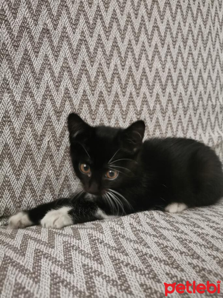 Tekir Kedi, Kedi  Zeytin fotoğrafı