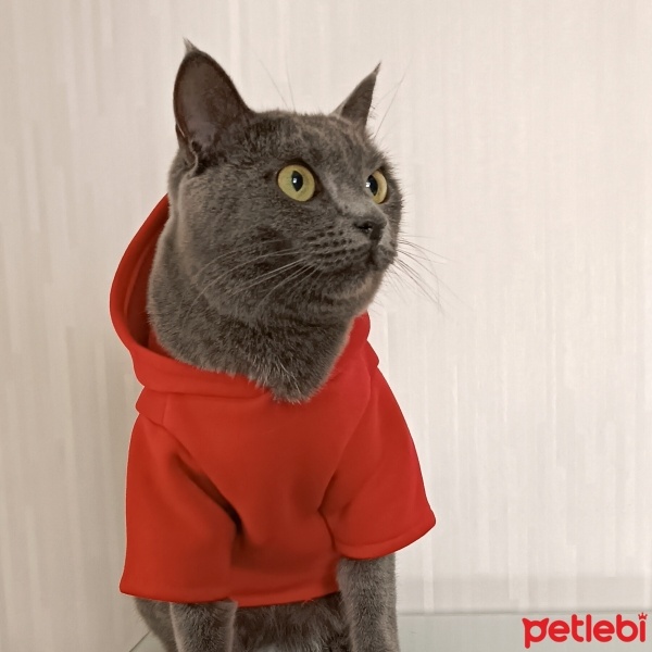 Mavi Rus, Kedi  Zeytin fotoğrafı