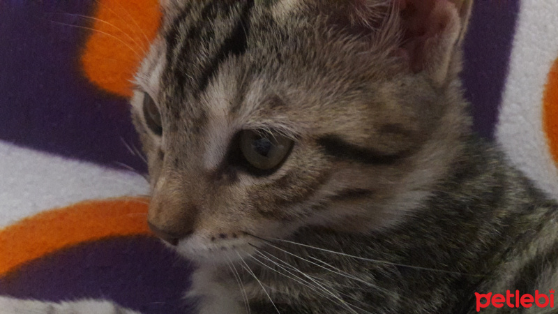 Tekir Kedi, Kedi  Çakıl fotoğrafı