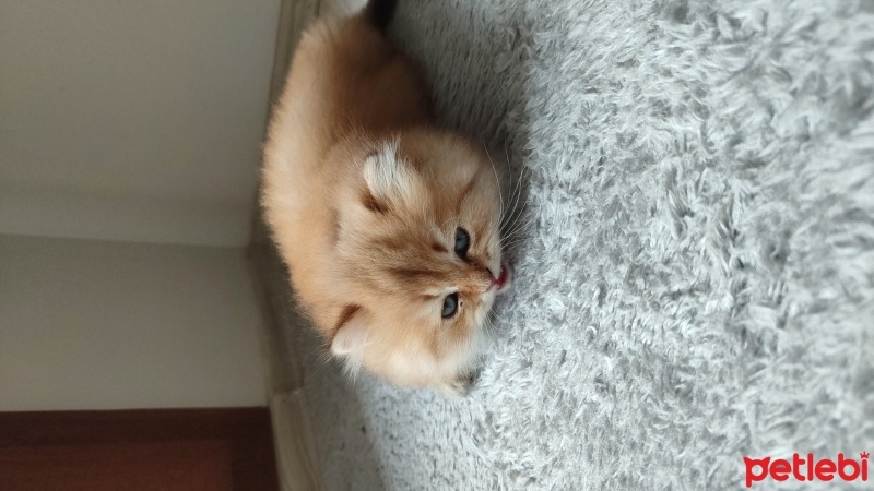 British Longhair, Kedi  Ateş fotoğrafı